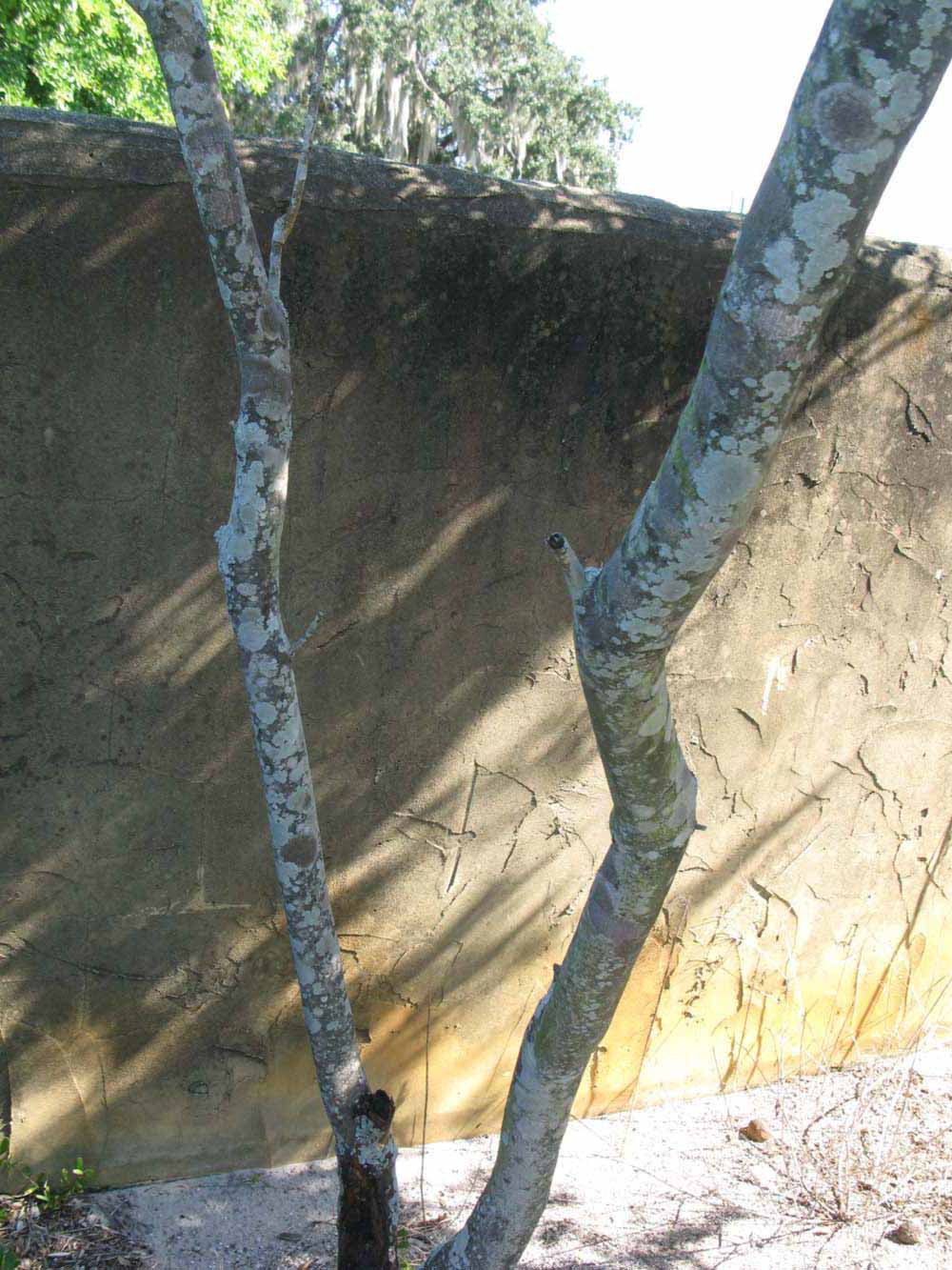            Bark (Winter Haven, FL)   